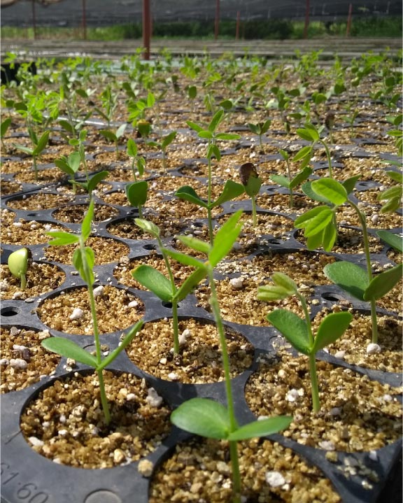 reforestacion_
