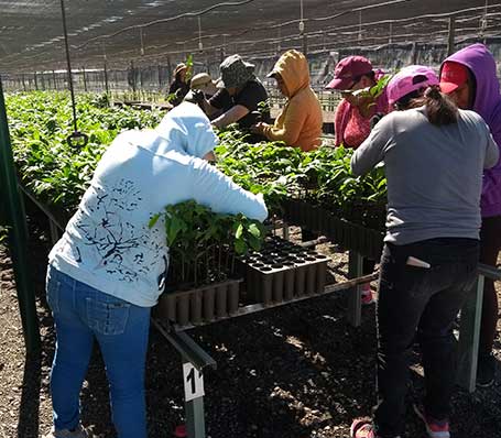 reforestacion2