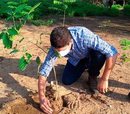 reforestacion3