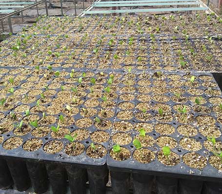 reforestacion4